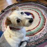 犬の夏のお留守番、大丈夫?|安心して過ごせる工夫5選