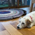 シニア犬に危険な家の特徴5選|足腰に優しい家づくりとは