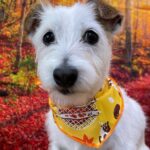 もしものために!災害をペットとともに乗り越える方法。