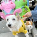 外出先でもできる!愛犬・愛猫の抜け毛対策。