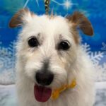 【シニア犬と暮らす平屋】13歳のハッピー店長と暮らして感じた、やさしい家づくり