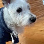 「そこ寒いよ?」愛犬が教えてくれる冬のおうちの弱点