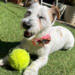 今すぐにできる!愛犬を冷えから守るコツ。